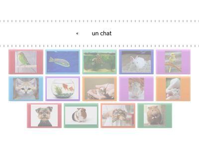 Les animaux de compagnie - Picture match up