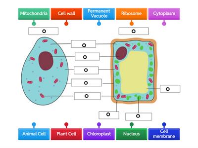 Cell Structure