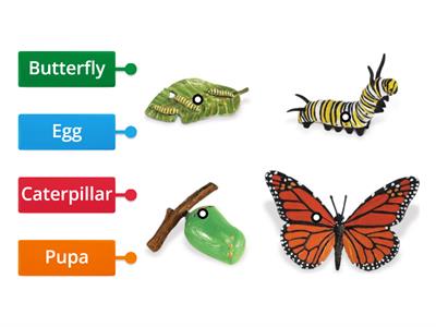 Life Cycle of a Butterfly