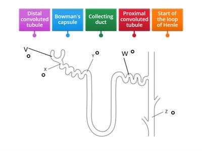 Nephron (Edexcel iGCSE)