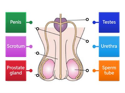 Male Reproductive System 1