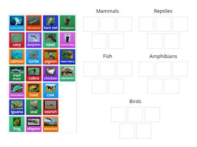 Year 4 Recap: Classifying vertebrates 