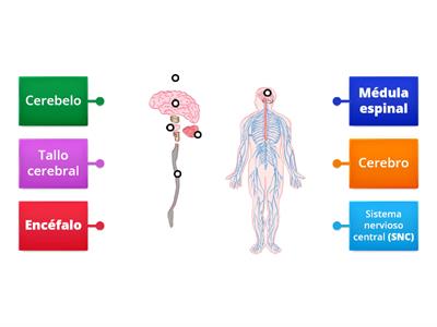 Componenetes anatómicos del sistema nervioso central