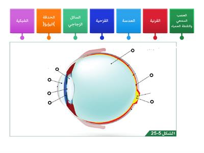 أجزاء العين