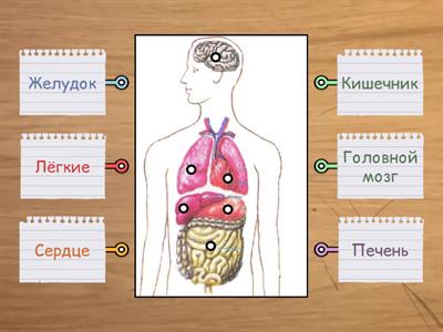 Строение человека. Внутренние органы