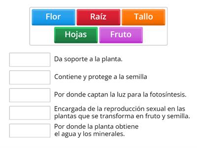 PARTES DE LA PLANTA