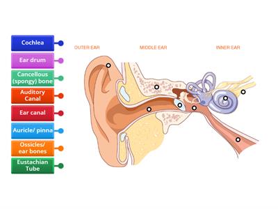 Structure of  Ear