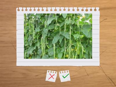 園藝丙檢蔬菜篇