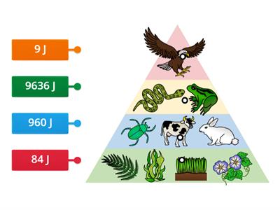 Ecology Energy Pyramid