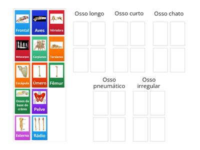 Classificação dos ossos