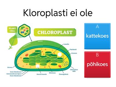 Leht ja fotosüntees II