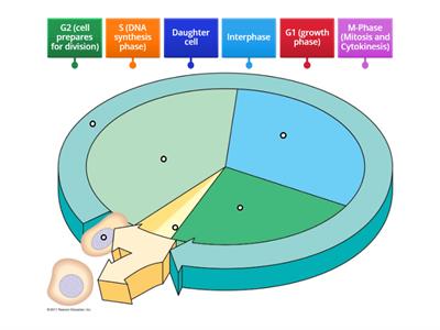Cell Cycle Review