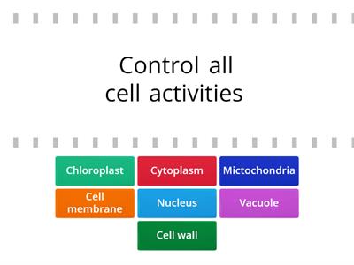 Cell structure and their funtion