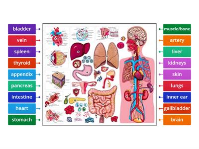 The Body: Human Organs