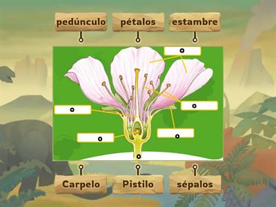 Partes de la flor 