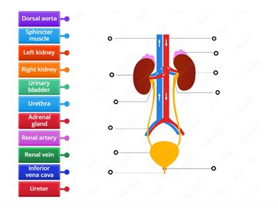 Urinary system