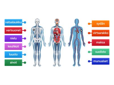 2B. Sisäelimet ja elimistö