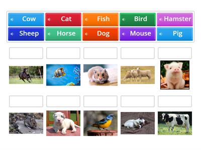 Animals Vocabulary Match