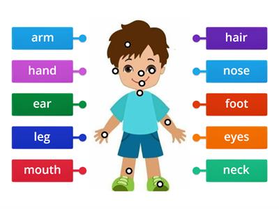 PARTES DEL CUERPO EN INGLES