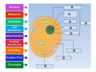 Cell Structure