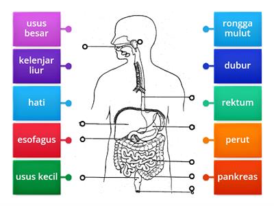 BIO T4: SISTEM PENCERNAAN MANUSIA