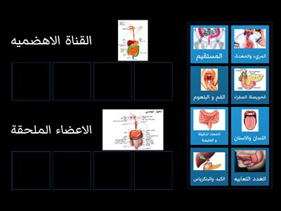 القناة الهضمية وملحقاتها 