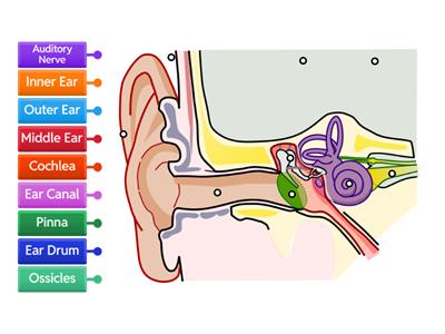 Label the Ear - Intermediate  