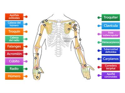 Huesos del miembro superior