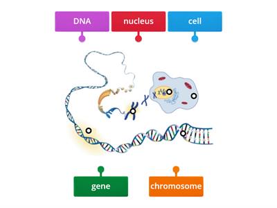 DNA