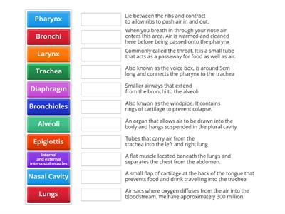 L3 Respiratory System Key Words