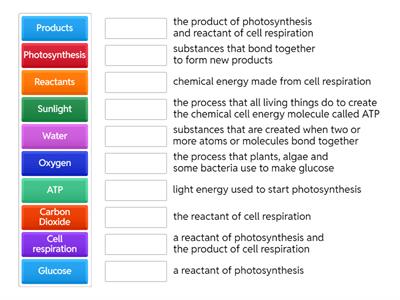 Cell Respiration and Photosynthesis Matching