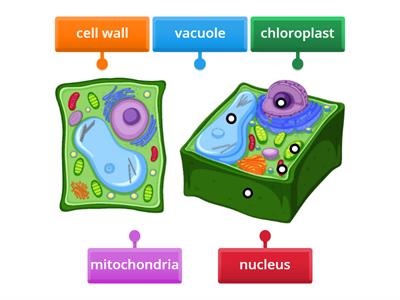 Plant cell - three-dimensional diagram no labels