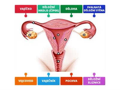 Př-9 VNITŘNÍ POHLAVNÍ ORGÁNY ŽENY