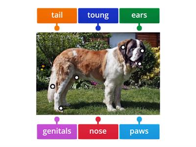 dog body parts