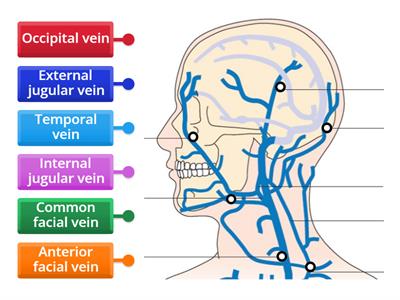 Veins of the head and neck