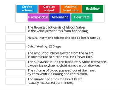 Cardiovascular System