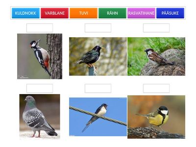 ÜHENDA NIMI ÕIGE LINNUGA