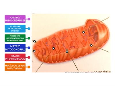 ESTRUCTURA DE  LAS MITOCONDRIAS 2º BACHILLERATO