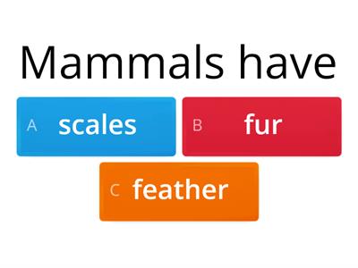 Mammals quiz