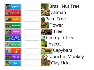 Amazon Rainforest Mystery Match