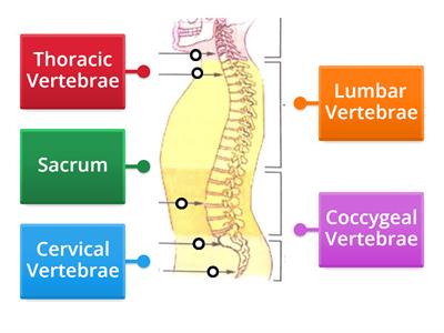 The Vertebral Column