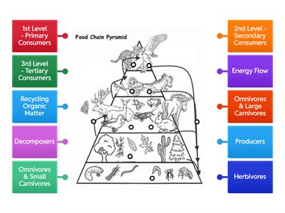 Food Chain - Energy Pyramid