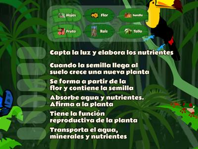 FUNCIONES PARTES DE LA PLANTA 