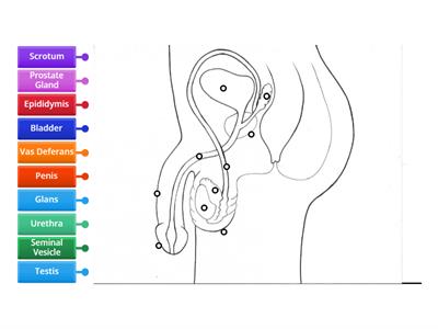 Male Reproductive System Diagram (SIDE)