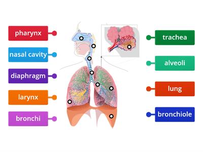 Respiratory system