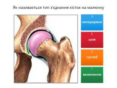 Будова кісток.Типи з'єднання