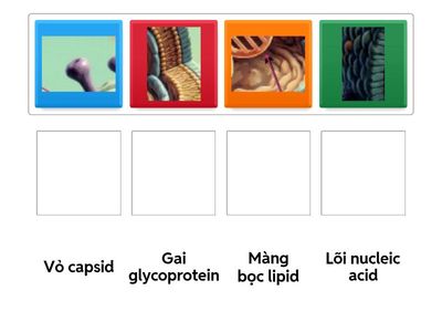 điền các phương án đúng các số vs các chữ cái JTG