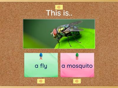 Cuestionario insects (vocabulary)