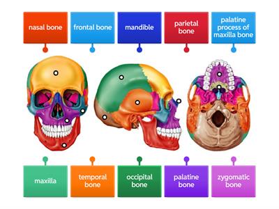 Cranial and Facial Bones
