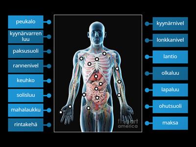 Anatomia - yläraaja